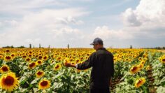 Farmer in the sunflower field. Harvesting, organic farming concept.