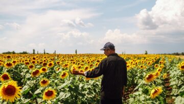 Farmer in the sunflower field. Harvesting, organic farming concept.