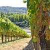 Rows of grapevines with ripe white grapes in a sunlit vineyard, stretching towards the horizon