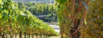 Rows of grapevines with ripe white grapes in a sunlit vineyard, stretching towards the horizon