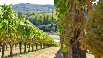 Rows of grapevines with ripe white grapes in a sunlit vineyard, stretching towards the horizon