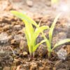 young plant in soil Growing plants that need fertilizer. The concept of plant care is the need for feeding with various fertilizers.