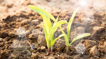 young plant in soil Growing plants that need fertilizer. The concept of plant care is the need for feeding with various fertilizers.