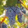 Cabernet Sauvignon wine grapes on a vine near Fresno, California.