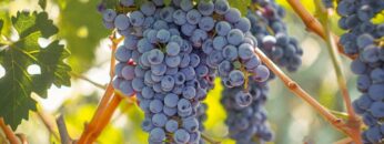 Cabernet Sauvignon wine grapes on a vine near Fresno, California.