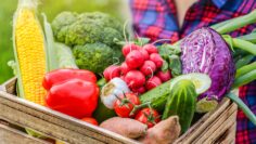 Farmer woman holding wooden box full of fresh raw vegetables. Basket with vegetable (cabbage, carrots, cucumbers, radish, corn, garlic and peppers) in the hands.