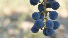 VINO