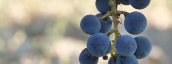 VINO