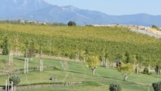 vinoproizvodstvo