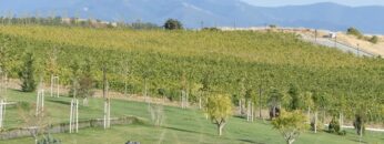 vinoproizvodstvo