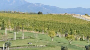 vinoproizvodstvo