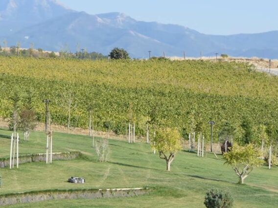 vinoproizvodstvo